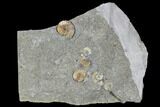 Fossil Ammonites (Promicroceras) Plate- Lyme Regis #110725-1